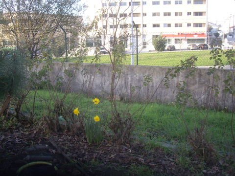 Estas são algumas das flores que neste momento temos na horta. Existem outros canteiros que neste momento estão sem flores devido á estação do ano em que estamos